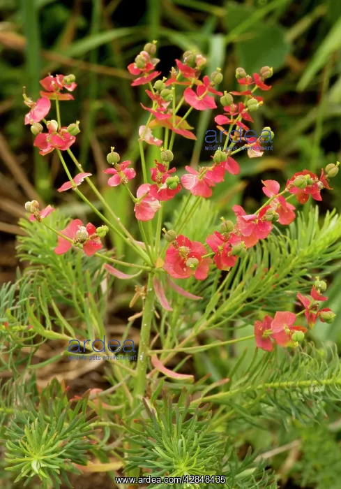 : Cypress Spurge - with autumn colour. Very rare in UK : Cypress Spurge - with autumn colour. Very rare in UK