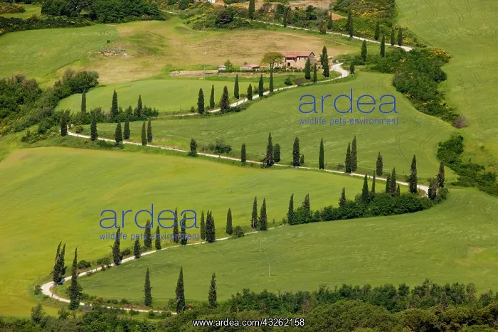 : Cypress tree lined switchbacks near La Foce : Cypress tree lined switchbacks near La Foce