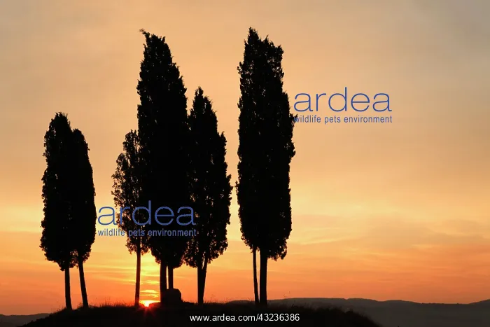 : Cypress trees silhouetted agains sunrise : Cypress trees silhouetted agains sunrise