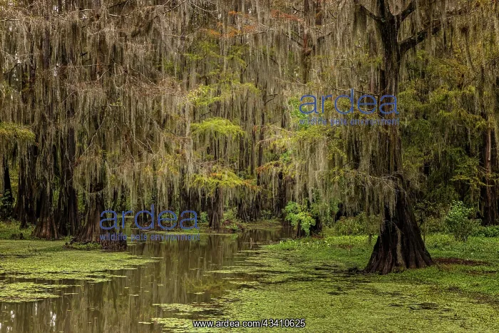 : Cypress trees and Spanish moss lining shoreline : Cypress trees and Spanish moss lining shoreline