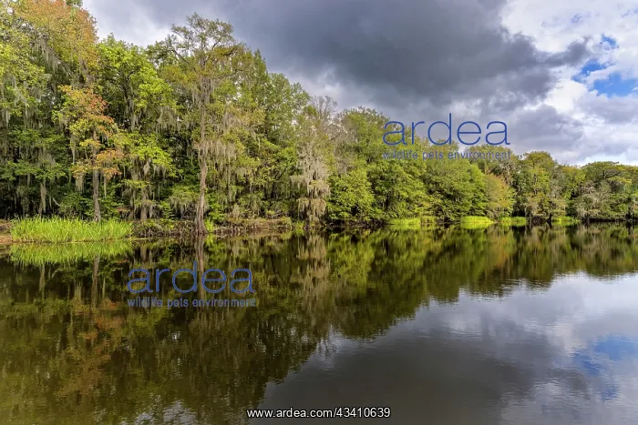 : Cypress trees and Spanish moss lining shoreline : Cypress trees and Spanish moss lining shoreline