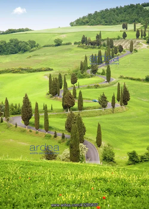 : Cypress trees in Tuscany, Italy, Europe : Cypress trees in Tuscany, Italy, Europe