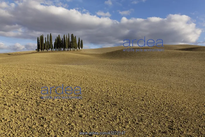 : Cypresses amidst farmland in Val d&, x2019;Orcia : Cypresses amidst farmland in Val d&, x2019;Orcia