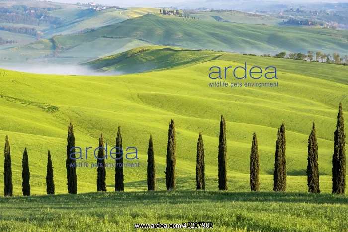 : Cypresses (Cupressus), avenue in front of hilly : Cypresses (Cupressus), avenue in front of hilly