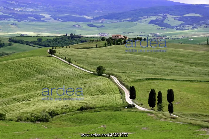 : Cypresses (Cupressus) and fields near Terrapille : Cypresses (Cupressus) and fields near Terrapille