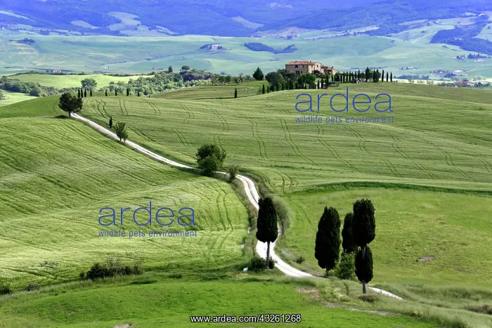 : Cypresses (Cupressus) and fields near Terrapille : Cypresses (Cupressus) and fields near Terrapille