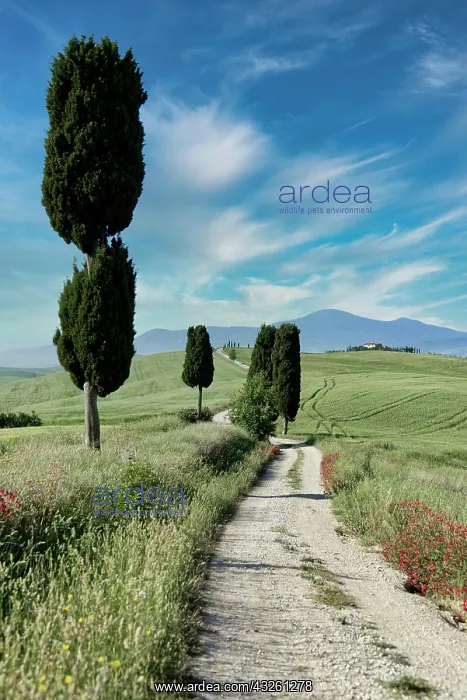 : Cypresses (Cupressus) and fields near Terrapille : Cypresses (Cupressus) and fields near Terrapille