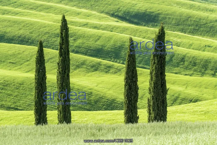 : Cypresses (Cupressus) with hilly fields, Asciano : Cypresses (Cupressus) with hilly fields, Asciano