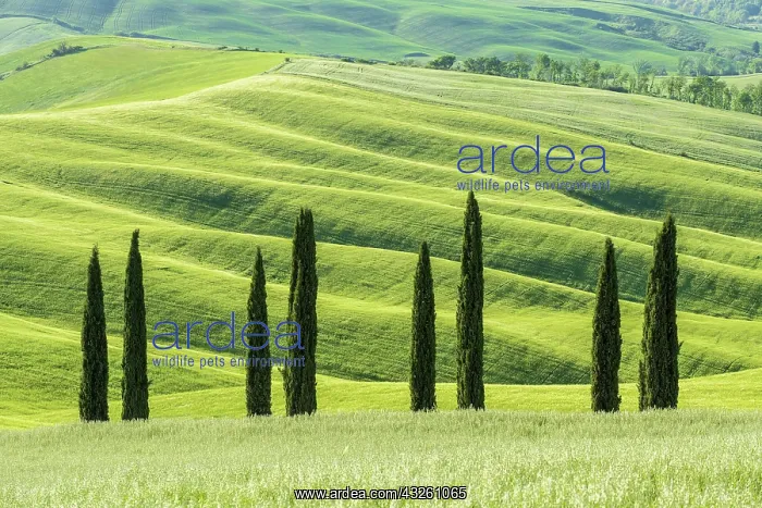 : Cypresses (Cupressus) with hilly fields, Asciano : Cypresses (Cupressus) with hilly fields, Asciano