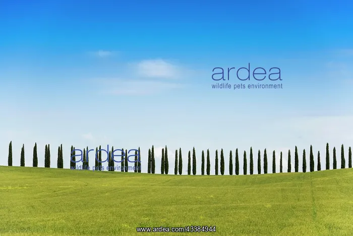 : Cypresses, San Quirico d'Orcia, Val d Orcia, Orcia Valley : Cypresses, San Quirico d'Orcia, Val d Orcia, Orcia Valley