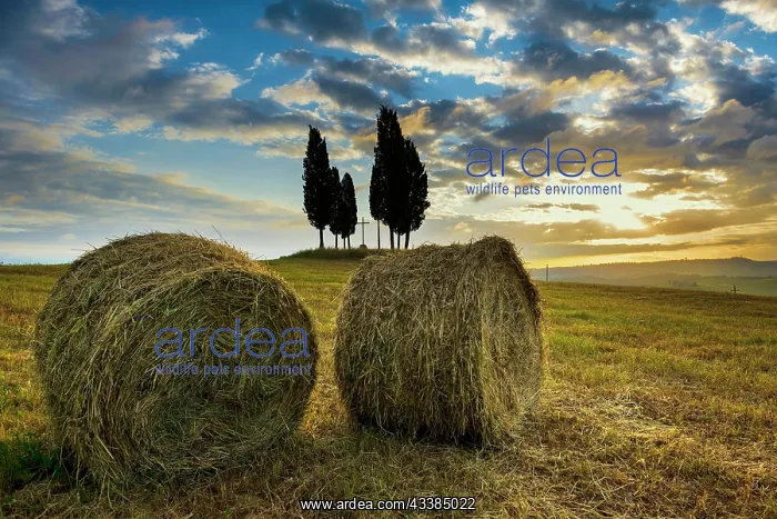 : Cypresses, sunrise, San Quirico d'Orcia, Val d Orcia : Cypresses, sunrise, San Quirico d'Orcia, Val d Orcia