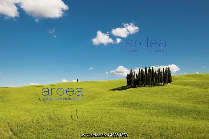 : Cypresses, Val d Orcia, Orcia Valley, UNESCO World Heritage : Cypresses, Val d Orcia, Orcia Valley, UNESCO World Heritage
