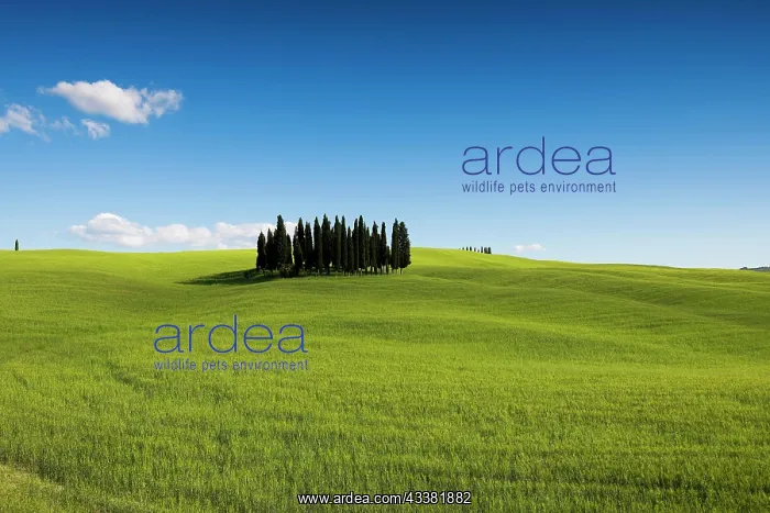 : Cypresses, Val d Orcia, Orcia Valley, UNESCO World Heritage : Cypresses, Val d Orcia, Orcia Valley, UNESCO World Heritage