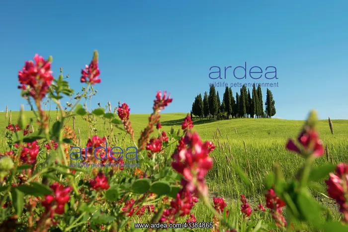 : Cypresses, Val d Orcia, Orcia Valley, UNESCO World Heritage : Cypresses, Val d Orcia, Orcia Valley, UNESCO World Heritage
