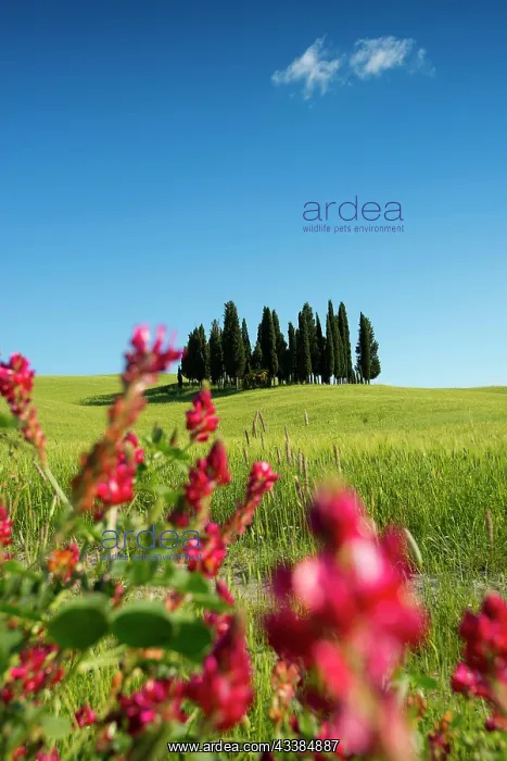 : Cypresses, Val d Orcia, Orcia Valley, UNESCO World Heritage : Cypresses, Val d Orcia, Orcia Valley, UNESCO World Heritage