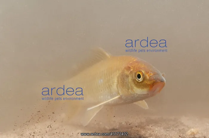 : Cyprinus carpio : Cyprinus carpio