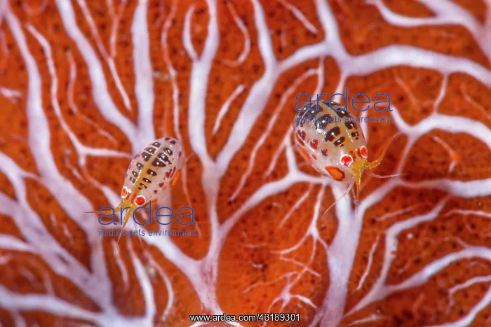 : Cyproideid amphipod (Cyproidea sp), Komodo, Indonesia : Cyproideid amphipod (Cyproidea sp), Komodo, Indonesia