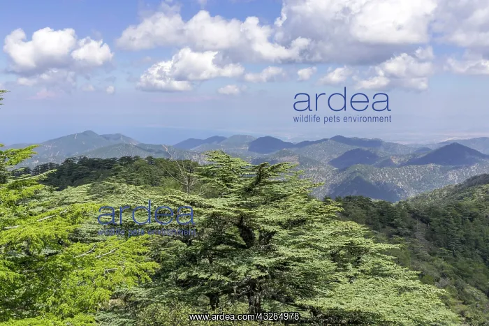  : Cyprus cedar (Cedrus brevifolia), view from Tripylos