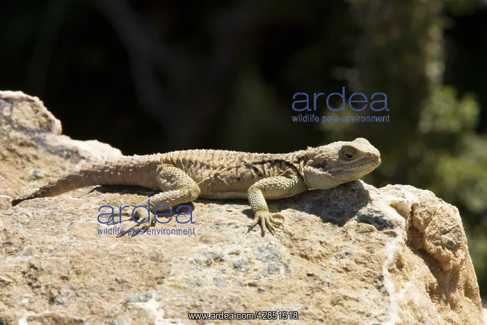 : A Cyprus dragon : A Cyprus dragon