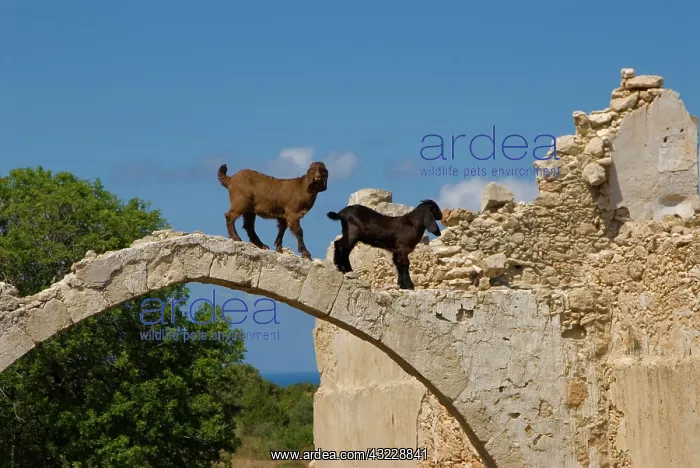 : Cyprus, Karpas peninsula, abandoned church : Cyprus, Karpas peninsula, abandoned church