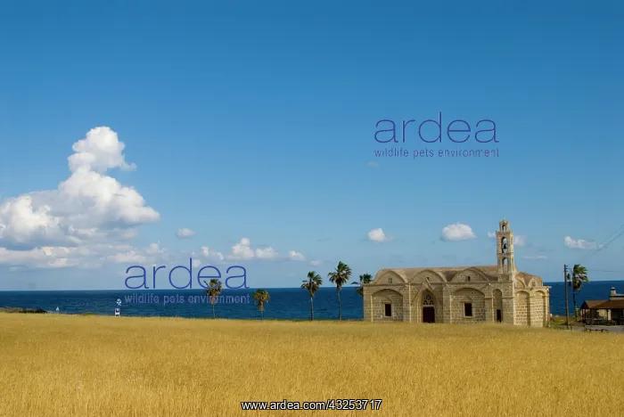 : Cyprus, Karpas peninsula, Ayios Thyrsos : Cyprus, Karpas peninsula, Ayios Thyrsos