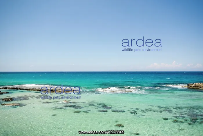 : Cyprus, Karpas peninsula, Dipkarpaz, coast : Cyprus, Karpas peninsula, Dipkarpaz, coast