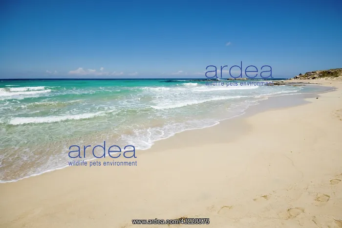 : Cyprus, Karpas peninsula, Dipkarpaz, coast : Cyprus, Karpas peninsula, Dipkarpaz, coast