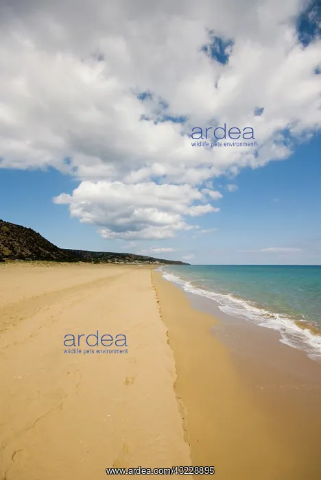 : Cyprus, Karpas peninsula, Golden Beach : Cyprus, Karpas peninsula, Golden Beach