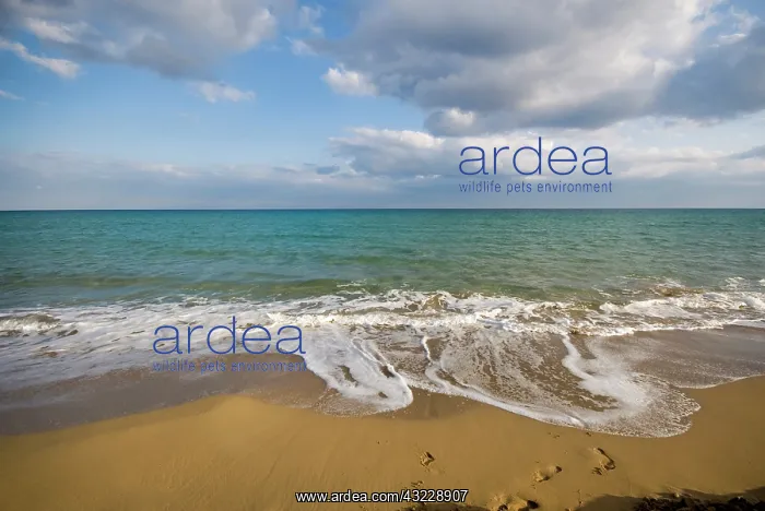 : Cyprus, Karpas peninsula, Golden Beach : Cyprus, Karpas peninsula, Golden Beach