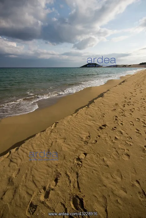 : Cyprus, Karpas peninsula, Golden Beach : Cyprus, Karpas peninsula, Golden Beach