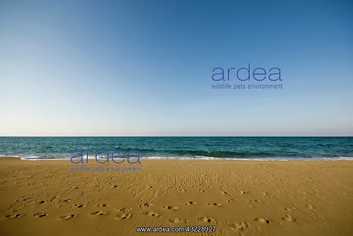 : Cyprus, Karpas peninsula, Golden Beach : Cyprus, Karpas peninsula, Golden Beach