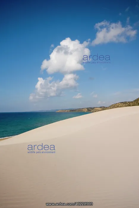 : Cyprus, Karpas peninsula, Golden Beach : Cyprus, Karpas peninsula, Golden Beach