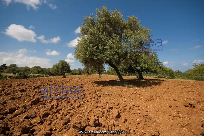  : Cyprus, Karpas peninsula, Sipahi village