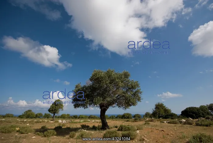 : Cyprus, Karpas peninsula, view near Cape : Cyprus, Karpas peninsula, view near Cape