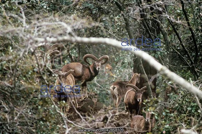 : Cyprus Mouflon Sheep : Cyprus Mouflon Sheep