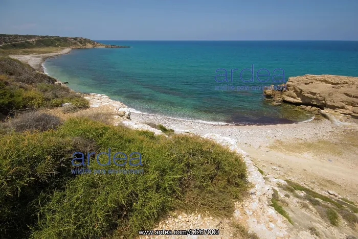 : Cyprus, north coast, beach near Mersinlik : Cyprus, north coast, beach near Mersinlik