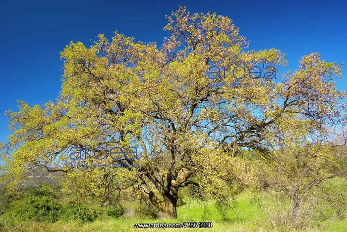 : Cyprus Oak or Aleppo Oak : Cyprus Oak or Aleppo Oak