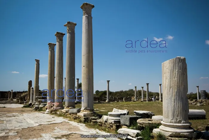 : Cyprus, Salamis ruins, ancient Roman town : Cyprus, Salamis ruins, ancient Roman town