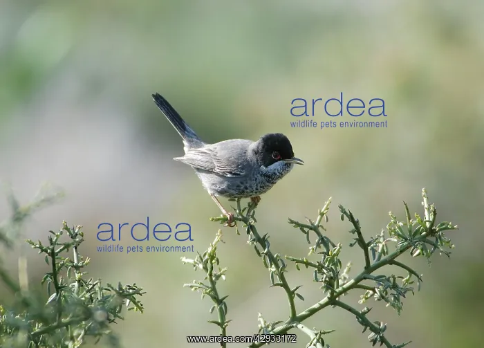 : Cyprus Warbler - Adult Male perched. March : Cyprus Warbler - Adult Male perched. March