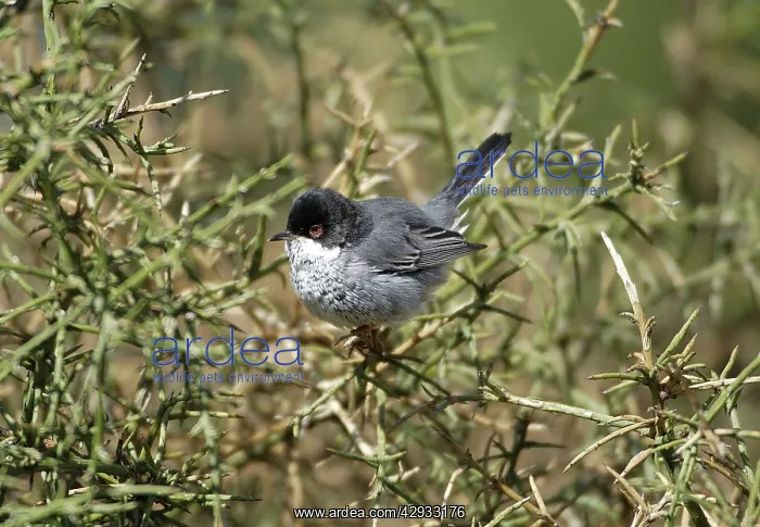 : Cyprus Warbler - Adult Male perched. March : Cyprus Warbler - Adult Male perched. March
