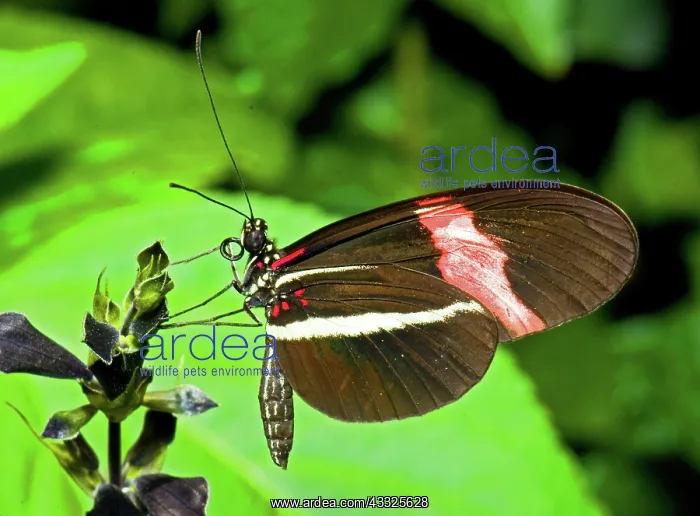 : Cythera Butterfly : Cythera Butterfly