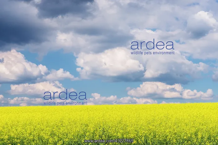: Czech Republic, Bohemia, Canola Field and : Czech Republic, Bohemia, Canola Field and