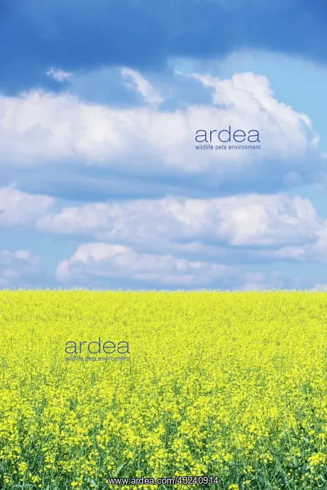 : Czech Republic, Bohemia, Canola Field and : Czech Republic, Bohemia, Canola Field and