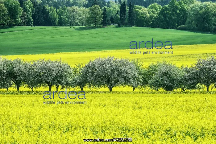 : Czech Republic, Bohemia, Canola Field and : Czech Republic, Bohemia, Canola Field and
