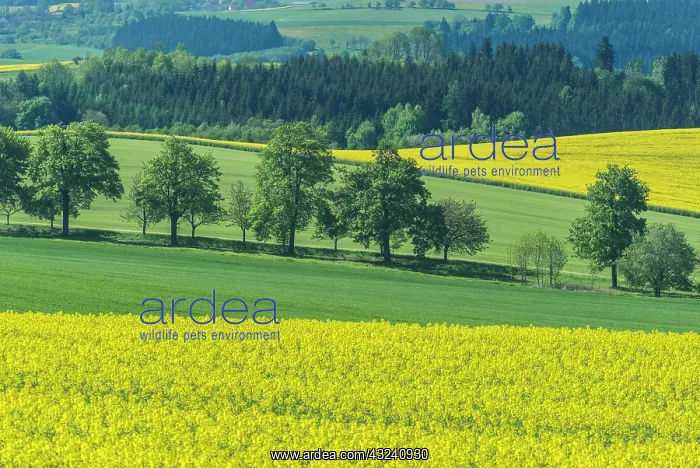  : Czech Republic, Bohemia, Canola and Wheat