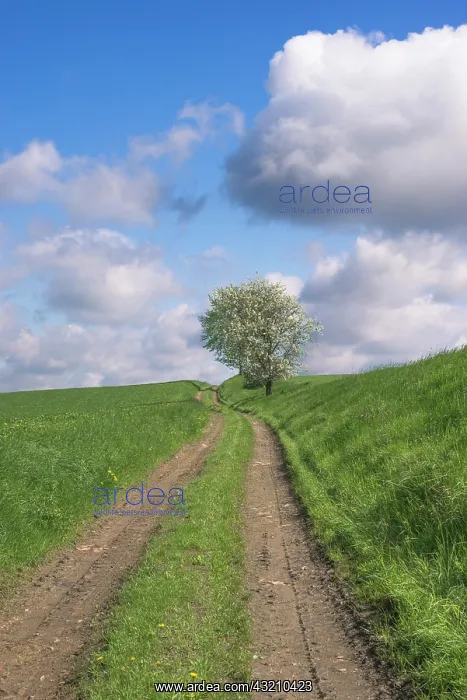  : Czech Republic, Bohemia, Dirt Road and Apple