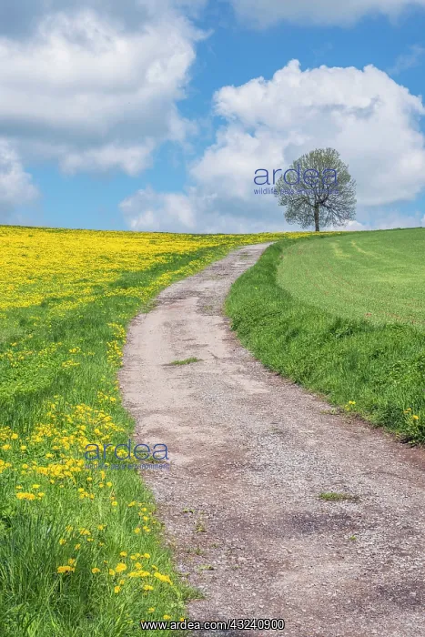 : Czech Republic, Bohemia, Dirt Road and Tree : Czech Republic, Bohemia, Dirt Road and Tree