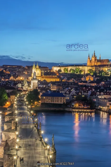 : Czech Republic, Bohemia, Prague, Charles : Czech Republic, Bohemia, Prague, Charles