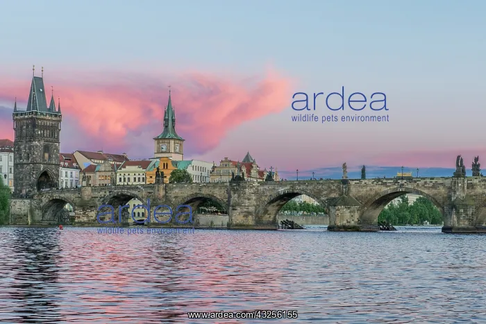 : Czech Republic, Bohemia, Prague, Charles : Czech Republic, Bohemia, Prague, Charles