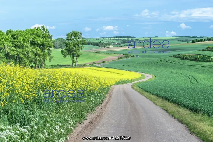 : Czech Republic, Moravia, Spring Farm Fields : Czech Republic, Moravia, Spring Farm Fields